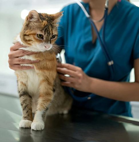 gato-siendo-revisado-por-veterinario-yourvet