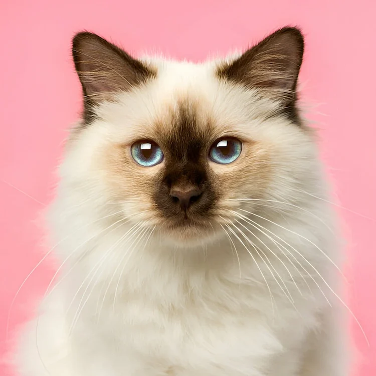 gato-yourvet-mascota