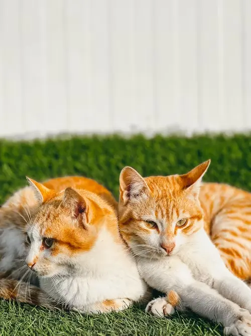 peluqeuría de gatos y perros a domicilio