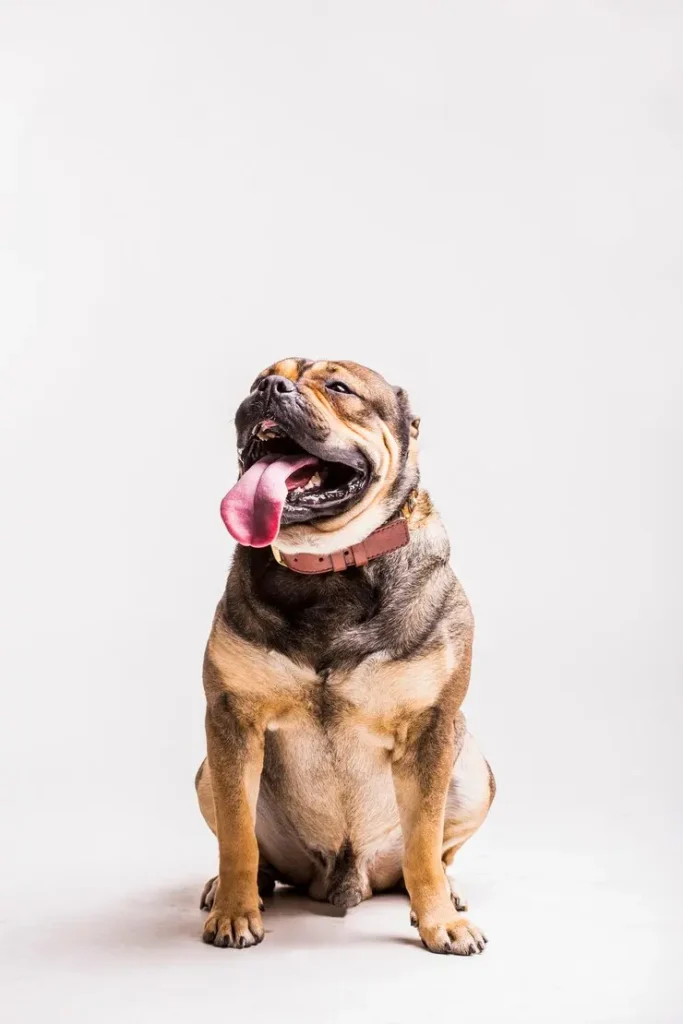 perrito afeitado y bañado en yourvet