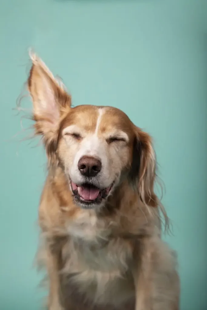 yourvet peluquería y baño para perros